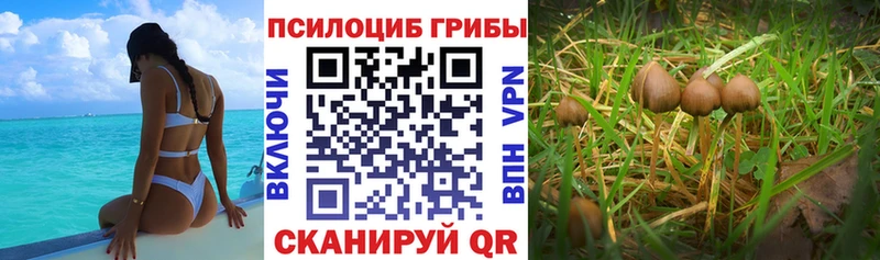 ссылка на мегу сайт  Красноперекопск  Псилоцибиновые грибы GOLDEN TEACHER  наркошоп 